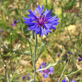 Organic  Cornflower Hydrosol Rosemary Garden
